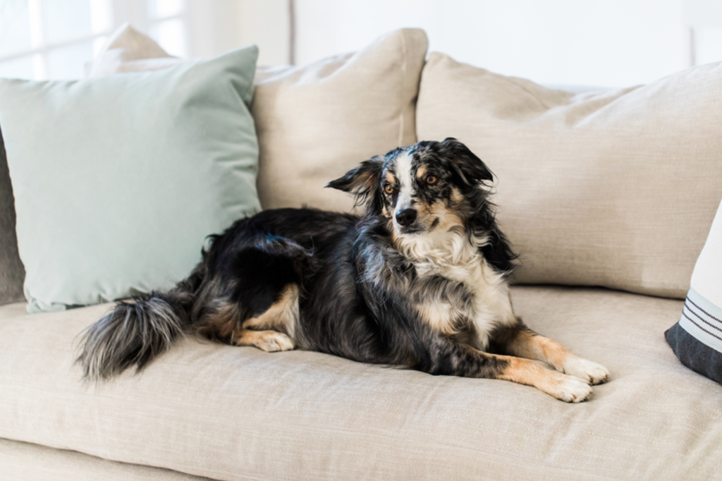 How to Have a Pet-friendly Home Remodel | Interior Design Dallas | Barbara Gilbert Interiors
